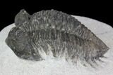 Bargain, Coltraneia Trilobite Fossil - Huge Faceted Eyes #137704-3